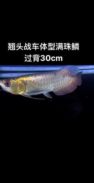 紅龍魚BTL系列公母哪個更值錢：紅龍魚btl系列公母價格差異 紅龍魚BTL系列公母哪個更值錢：紅龍魚btl系列公母價格差異 龍魚百科 第4張