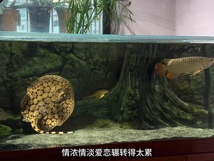 紅龍魚BTL系列公母哪個更值錢：紅龍魚btl系列公母價格差異 紅龍魚BTL系列公母哪個更值錢：紅龍魚btl系列公母價格差異 龍魚百科 第3張