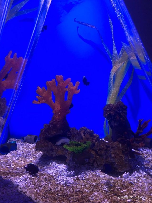 <strong><mark>恭城</mark></strong>哪個水族館龍魚好？祥龍魚場龍魚：<strong><mark>恭城</mark></strong>地區暫未明確提及水族館或祥龍魚場分店結合資源