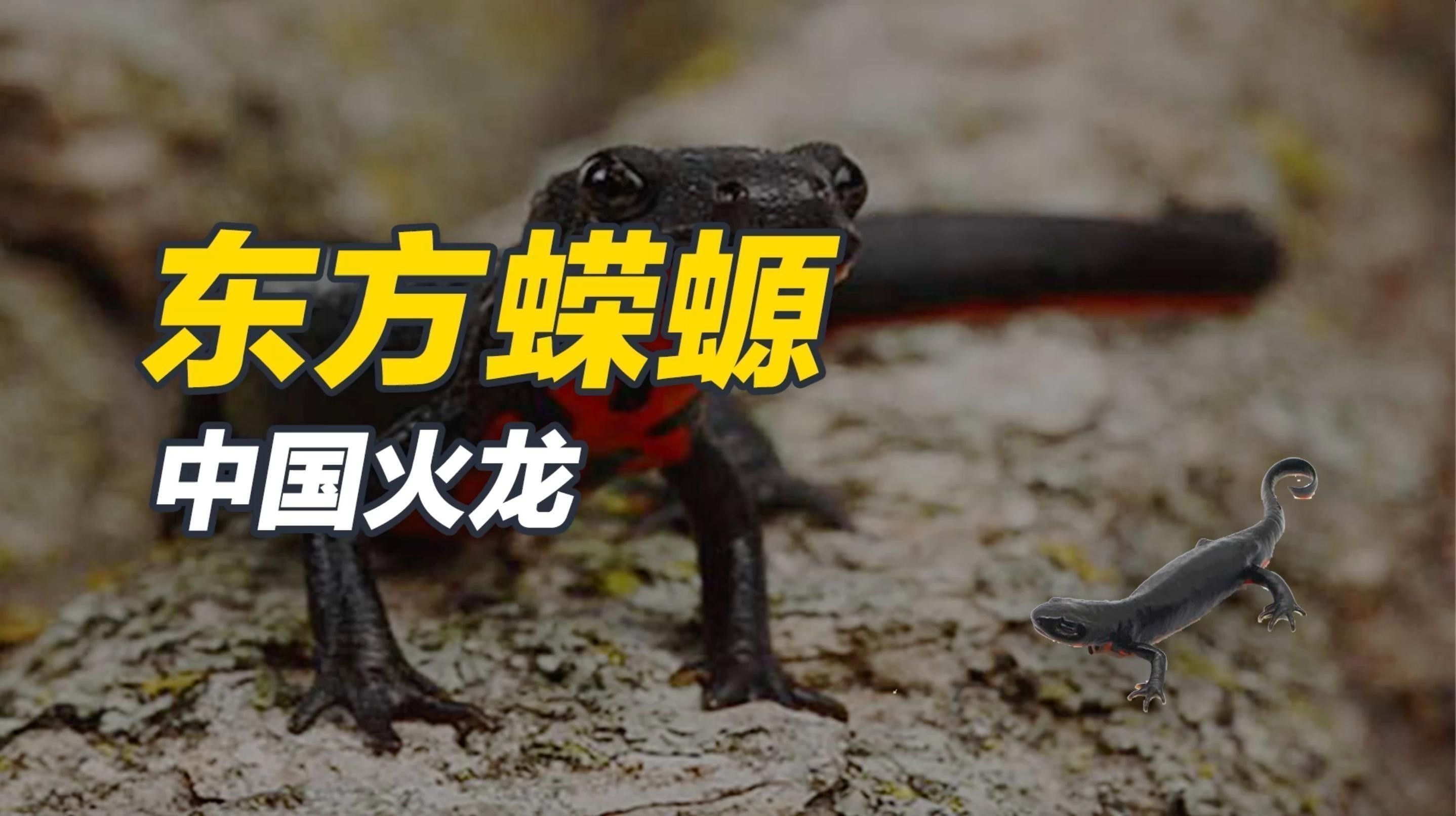 火龍蠑螈需要多大的飼養(yǎng)空間：東方蠑螈的基本信息 火龍蠑螈需要多大的飼養(yǎng)空間：東方蠑螈的基本信息 龍魚(yú)百科 第1張