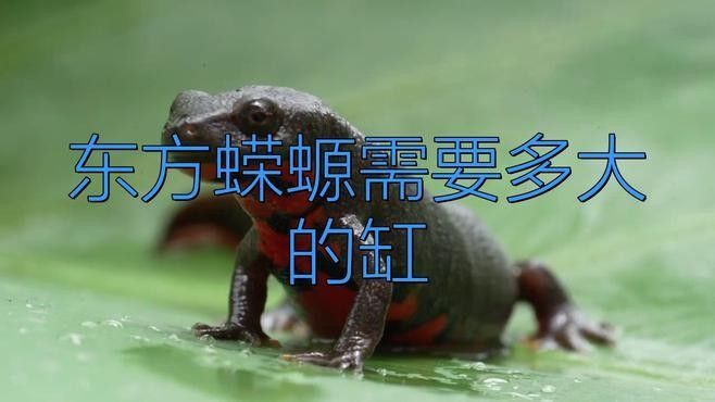 火龍蠑螈需要多大的飼養(yǎng)空間：東方蠑螈的基本信息 火龍蠑螈需要多大的飼養(yǎng)空間：東方蠑螈的基本信息 龍魚(yú)百科 第2張