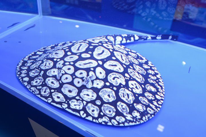 2025 長城杯世界龍虎魟魚錦標賽（魟魚組）