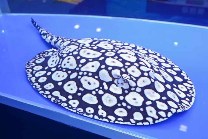 2025 長城杯世界龍虎魟魚錦標賽（魟魚組）