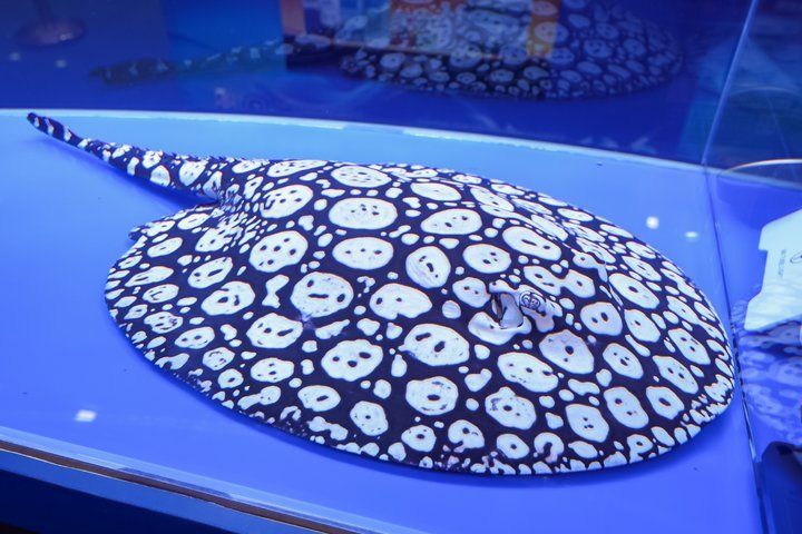 2025 長城杯世界龍虎魟魚錦標賽（魟魚組）
