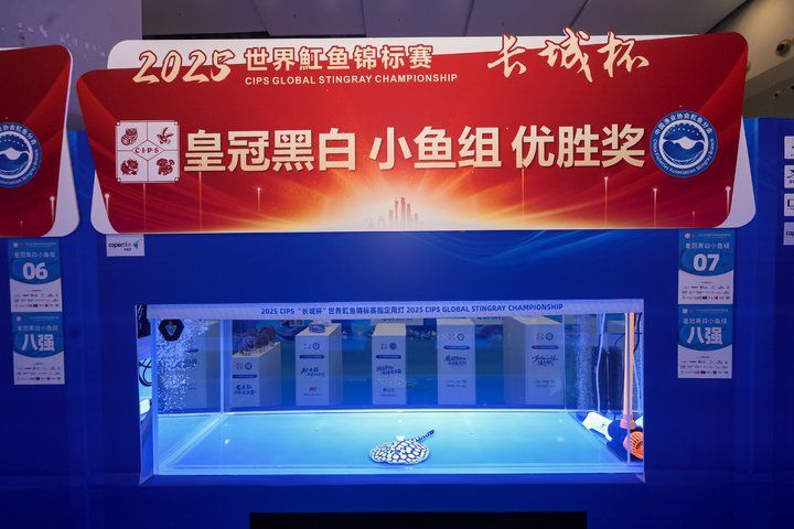 2025 長城杯世界龍虎魟魚錦標賽（魟魚組）