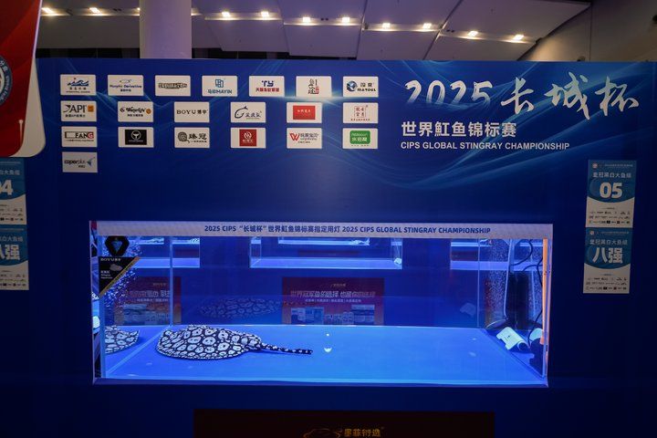 2025 長城杯世界龍虎魟魚錦標賽（魟魚組）