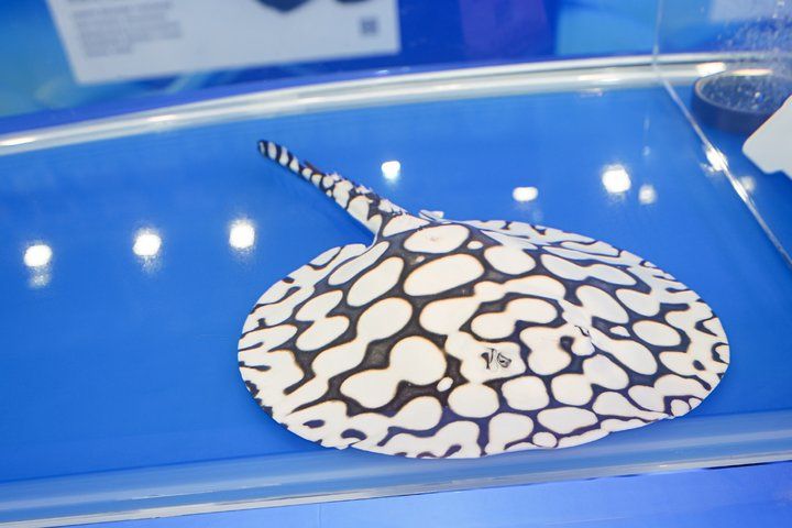 2025 長城杯世界龍虎魟魚錦標賽（魟魚組）