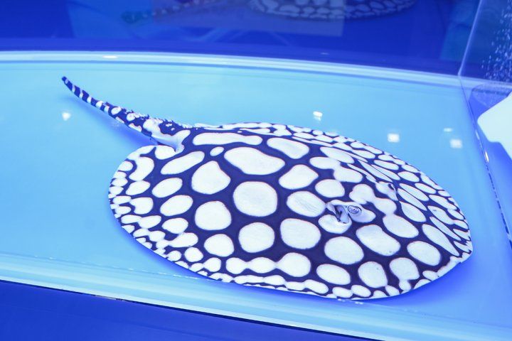 2025 長城杯世界龍虎魟魚錦標賽（魟魚組）