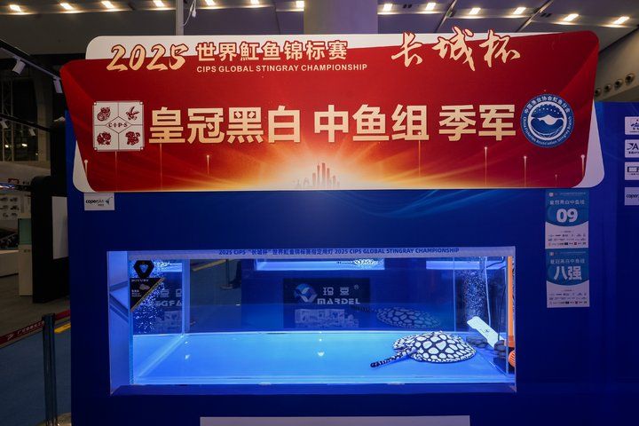 2025 長城杯世界龍虎魟魚錦標賽（魟魚組）