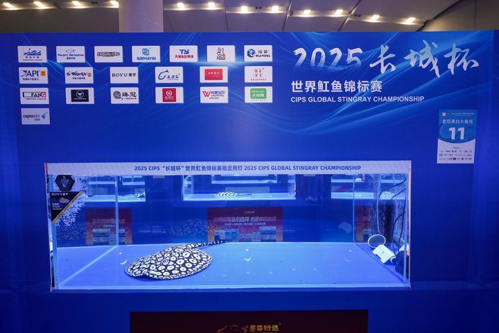2025 長城杯世界龍虎魟魚錦標賽（魟魚組）