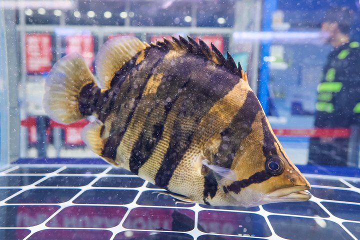 2025 長城杯世界龍虎魟魚錦標賽（虎魚組）：2025長城杯世界龍虎魟魚錦標賽虎魚組 2025 長城杯世界龍虎魟魚錦標賽（虎魚組）：2025長城杯世界龍虎魟魚錦標賽虎魚組 2025長城杯龍魚大賽 第5張