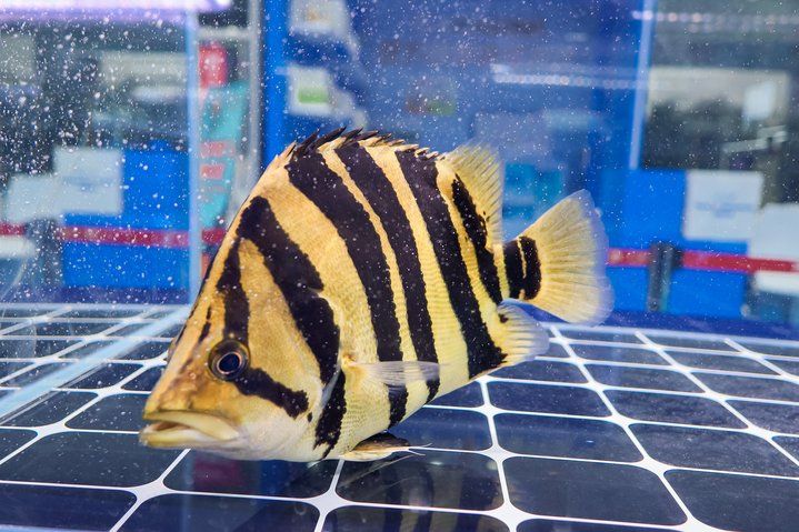 2025 長城杯世界龍虎魟魚錦標賽（虎魚組）：2025長城杯世界龍虎魟魚錦標賽虎魚組 2025 長城杯世界龍虎魟魚錦標賽（虎魚組）：2025長城杯世界龍虎魟魚錦標賽虎魚組 2025長城杯龍魚大賽 第6張