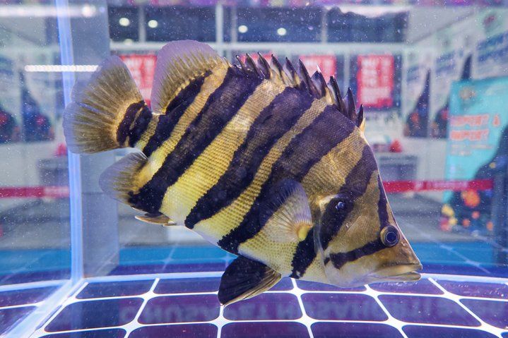 2025 長城杯世界龍虎魟魚錦標賽（虎魚組）：2025長城杯世界龍虎魟魚錦標賽虎魚組 2025 長城杯世界龍虎魟魚錦標賽（虎魚組）：2025長城杯世界龍虎魟魚錦標賽虎魚組 2025長城杯龍魚大賽 第4張
