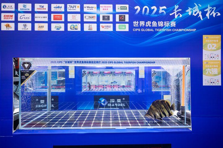 2025 長城杯世界龍虎魟魚錦標賽（虎魚組）：2025長城杯世界龍虎魟魚錦標賽虎魚組 2025 長城杯世界龍虎魟魚錦標賽（虎魚組）：2025長城杯世界龍虎魟魚錦標賽虎魚組 2025長城杯龍魚大賽 第10張