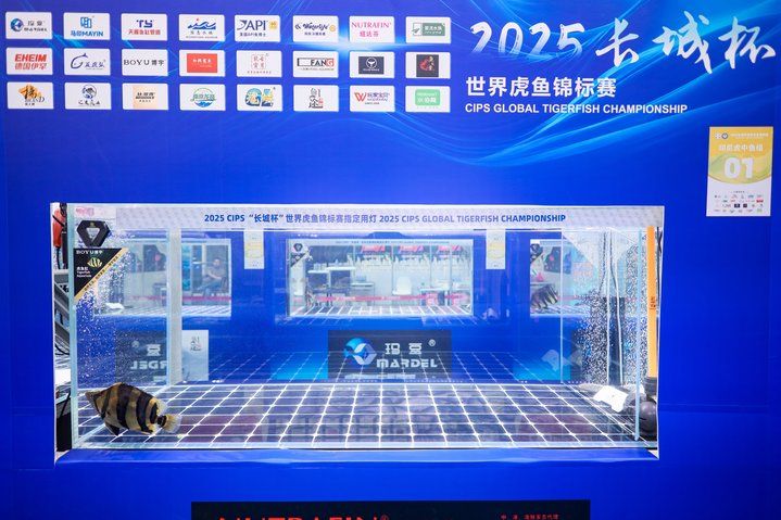 2025 長城杯世界龍虎魟魚錦標賽（虎魚組）：2025長城杯世界龍虎魟魚錦標賽虎魚組 2025 長城杯世界龍虎魟魚錦標賽（虎魚組）：2025長城杯世界龍虎魟魚錦標賽虎魚組 2025長城杯龍魚大賽 第11張