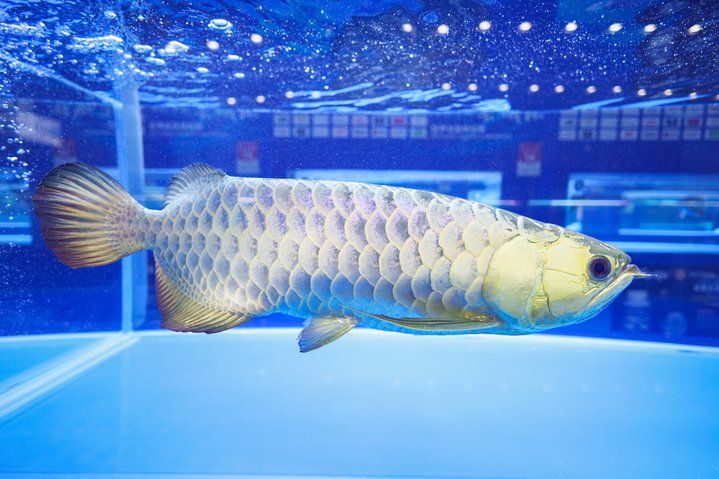 2025 長城杯世界龍虎魟魚錦標賽（虎魚組）：2025長城杯世界龍虎魟魚錦標賽虎魚組 2025 長城杯世界龍虎魟魚錦標賽（虎魚組）：2025長城杯世界龍虎魟魚錦標賽虎魚組 2025長城杯龍魚大賽 第21張