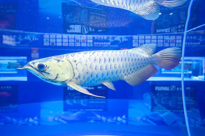 2025 長城杯世界龍虎魟魚錦標賽（虎魚組）：2025長城杯世界龍虎魟魚錦標賽虎魚組 2025 長城杯世界龍虎魟魚錦標賽（虎魚組）：2025長城杯世界龍虎魟魚錦標賽虎魚組 2025長城杯龍魚大賽 第23張