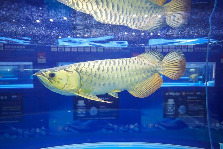 2025 長城杯世界龍虎魟魚錦標賽（虎魚組）：2025長城杯世界龍虎魟魚錦標賽虎魚組 2025 長城杯世界龍虎魟魚錦標賽（虎魚組）：2025長城杯世界龍虎魟魚錦標賽虎魚組 2025長城杯龍魚大賽 第20張