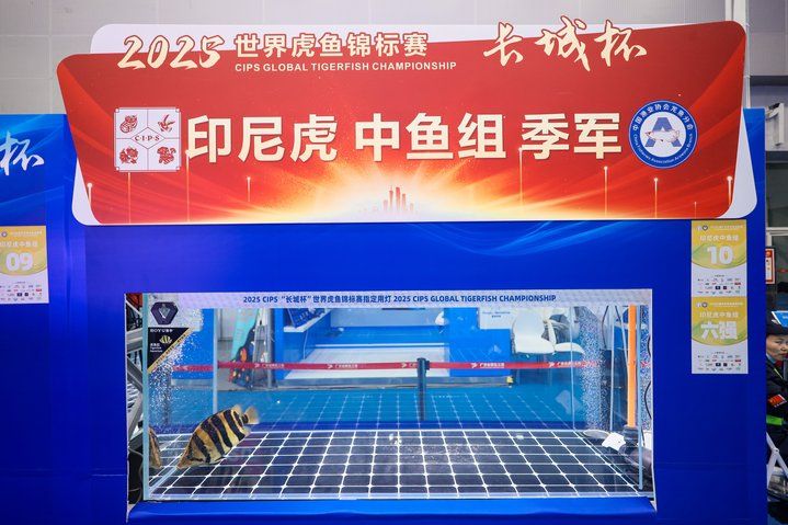 2025 長城杯世界龍虎魟魚錦標賽（虎魚組）：2025長城杯世界龍虎魟魚錦標賽虎魚組 2025 長城杯世界龍虎魟魚錦標賽（虎魚組）：2025長城杯世界龍虎魟魚錦標賽虎魚組 2025長城杯龍魚大賽 第36張