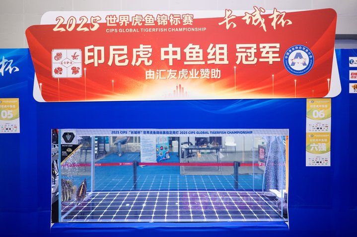 2025 長城杯世界龍虎魟魚錦標賽（虎魚組）：2025長城杯世界龍虎魟魚錦標賽虎魚組 2025 長城杯世界龍虎魟魚錦標賽（虎魚組）：2025長城杯世界龍虎魟魚錦標賽虎魚組 2025長城杯龍魚大賽 第32張