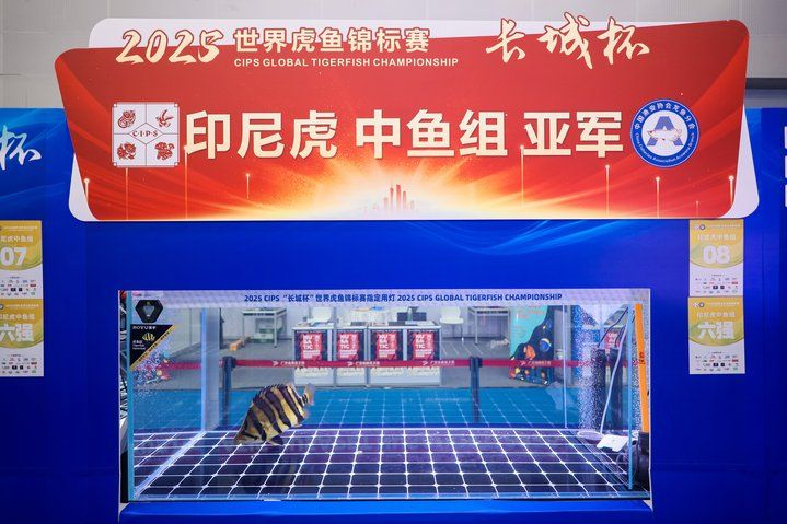 2025 長城杯世界龍虎魟魚錦標賽（虎魚組）：2025長城杯世界龍虎魟魚錦標賽虎魚組 2025 長城杯世界龍虎魟魚錦標賽（虎魚組）：2025長城杯世界龍虎魟魚錦標賽虎魚組 2025長城杯龍魚大賽 第34張