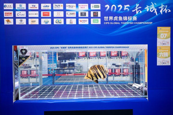 2025 長城杯世界龍虎魟魚錦標賽（虎魚組）：2025長城杯世界龍虎魟魚錦標賽虎魚組 2025 長城杯世界龍虎魟魚錦標賽（虎魚組）：2025長城杯世界龍虎魟魚錦標賽虎魚組 2025長城杯龍魚大賽 第33張