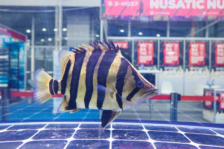 2025 長城杯世界龍虎魟魚錦標賽（虎魚組）：2025長城杯世界龍虎魟魚錦標賽虎魚組 2025 長城杯世界龍虎魟魚錦標賽（虎魚組）：2025長城杯世界龍虎魟魚錦標賽虎魚組 2025長城杯龍魚大賽 第31張