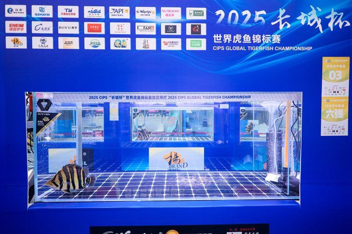2025 長城杯世界龍虎魟魚錦標賽（虎魚組）：2025長城杯世界龍虎魟魚錦標賽虎魚組 2025 長城杯世界龍虎魟魚錦標賽（虎魚組）：2025長城杯世界龍虎魟魚錦標賽虎魚組 2025長城杯龍魚大賽 第38張