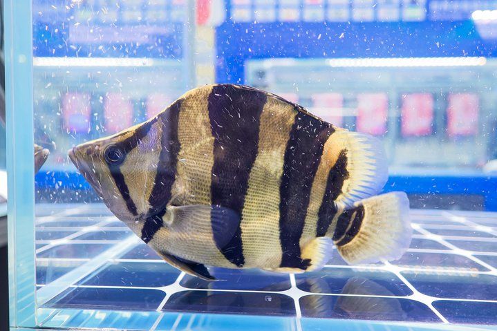 2025 長城杯世界龍虎魟魚錦標賽（虎魚組）：2025長城杯世界龍虎魟魚錦標賽虎魚組 2025 長城杯世界龍虎魟魚錦標賽（虎魚組）：2025長城杯世界龍虎魟魚錦標賽虎魚組 2025長城杯龍魚大賽 第40張