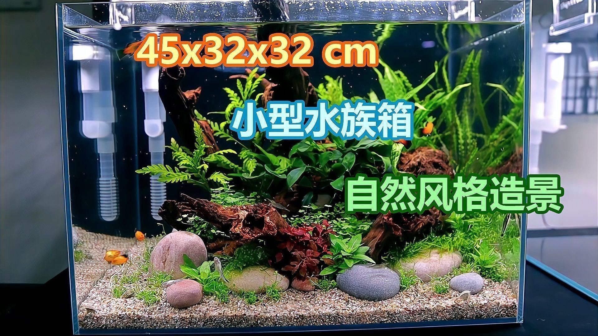 沉木造景需要多大的缸體？：沉木造景的缸體選擇 沉木造景需要多大的缸體？：沉木造景的缸體選擇 龍魚百科 第1張