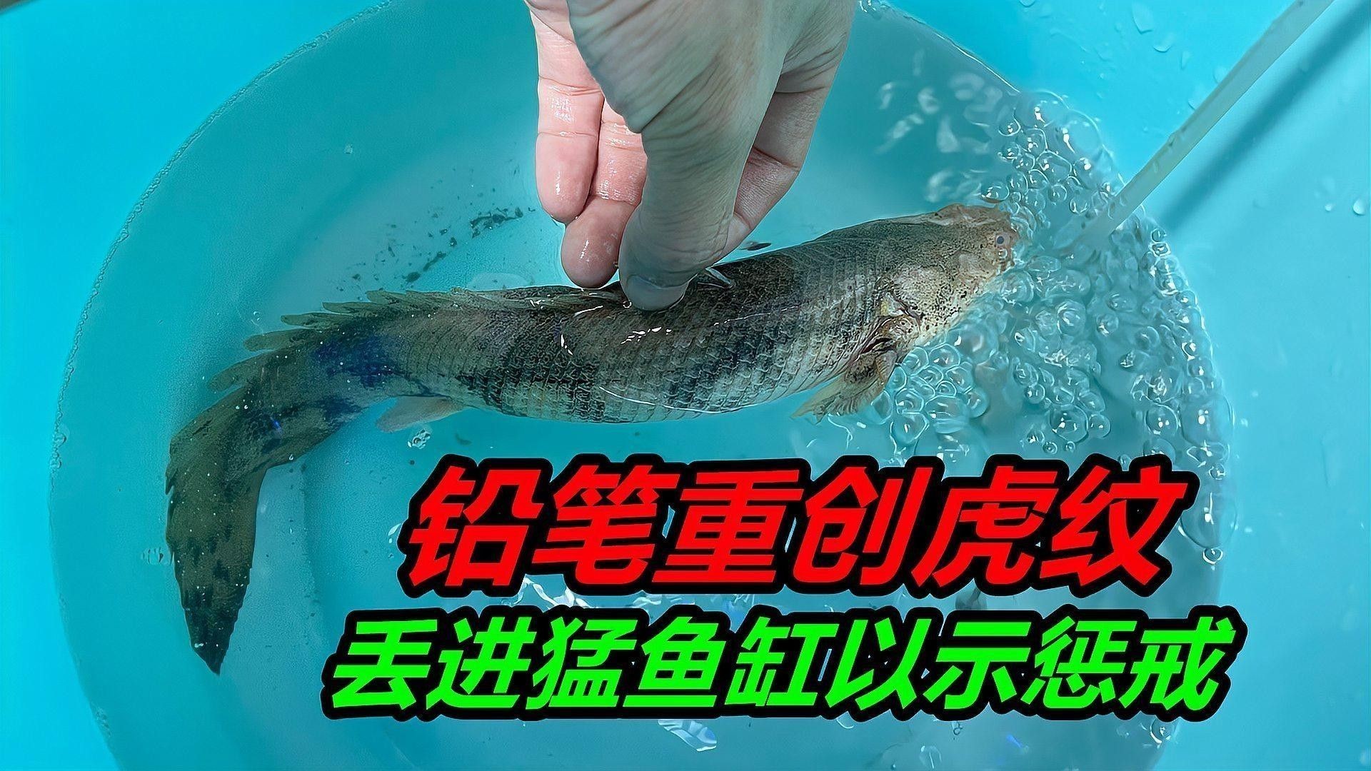 混養時應該如何選擇合適的魚缸大?。簍wincamfx魚缸尺寸解析 混養時應該如何選擇合適的魚缸大?。簍wincamfx魚缸尺寸解析 龍魚百科 第3張
