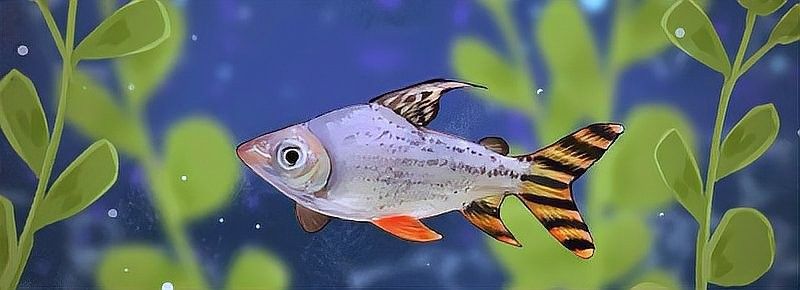 飛鳳魚和龍魚混養的最佳搭配：飛鳳魚與龍魚混養技巧與注意事項 飛鳳魚和龍魚混養的最佳搭配：飛鳳魚與龍魚混養技巧與注意事項 龍魚百科 第11張