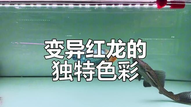 哪種紅龍魚最稀有？：紅龍魚中哪個(gè)品種最稀有？ 哪種紅龍魚最稀有？：紅龍魚中哪個(gè)品種最稀有？ 龍魚百科 第4張
