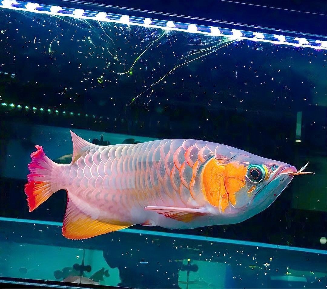哪種紅龍魚最稀有？：紅龍魚中哪個(gè)品種最稀有？ 哪種紅龍魚最稀有？：紅龍魚中哪個(gè)品種最稀有？ 龍魚百科 第8張