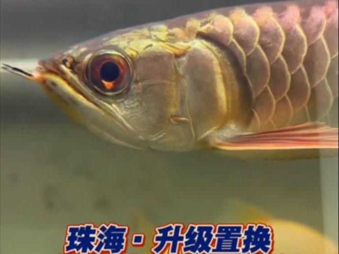 靛藍系列炮頭金龍有哪些特點：斗羅大陸十大龍系魂獸戰力排行靛藍系列炮頭金龍適合哪些水族箱