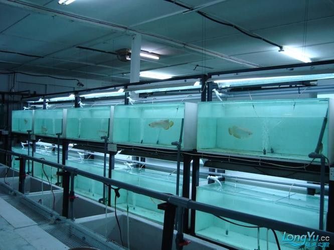 昌邑哪個水族館龍魚好?祥龍魚場龍魚:馬來西亞祥龍魚場 龍魚百科 第6張 昌邑哪個水族館龍魚好?祥龍魚場龍魚:馬來西亞祥龍魚場 昌邑哪個水族館龍魚好?祥龍魚場龍魚:馬來西亞祥龍魚場 龍魚百科 第6張