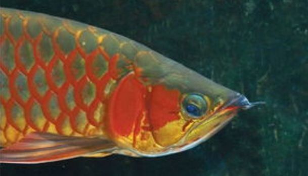 龍魚(yú)后三鰭撐開(kāi)會(huì)自愈嗎：龍魚(yú)后三鰭撐開(kāi)如何處理