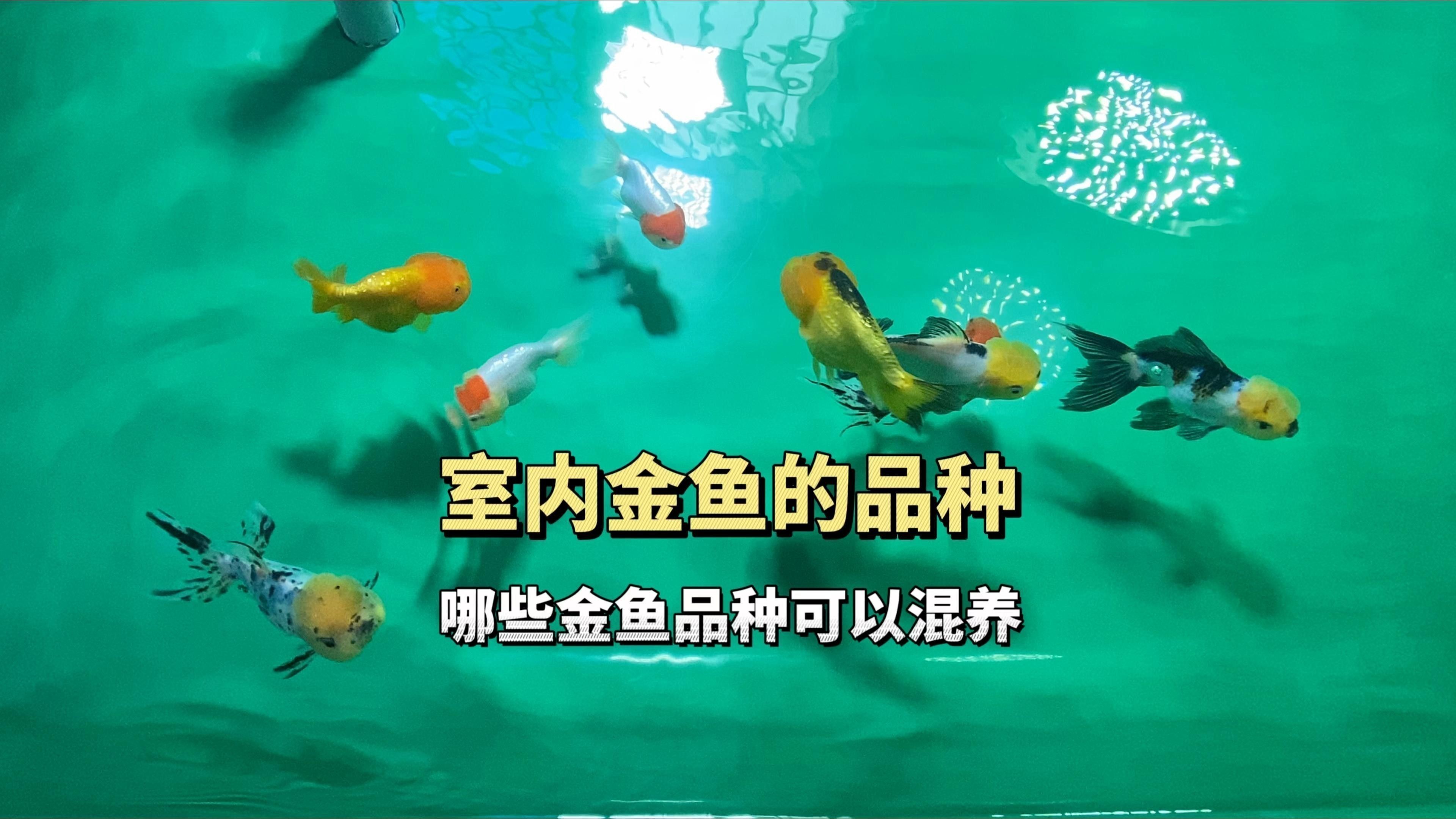 金魚和哪些魚可以混養：草金魚能和什么魚混養呼倫貝爾大草原的貓咪們 金魚和哪些魚可以混養：草金魚能和什么魚混養呼倫貝爾大草原的貓咪們 龍魚百科 第5張