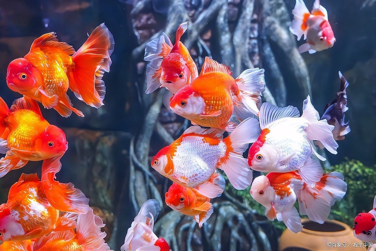 金魚和哪些魚可以混養：草金魚能和什么魚混養呼倫貝爾大草原的貓咪們 金魚和哪些魚可以混養：草金魚能和什么魚混養呼倫貝爾大草原的貓咪們 龍魚百科 第8張