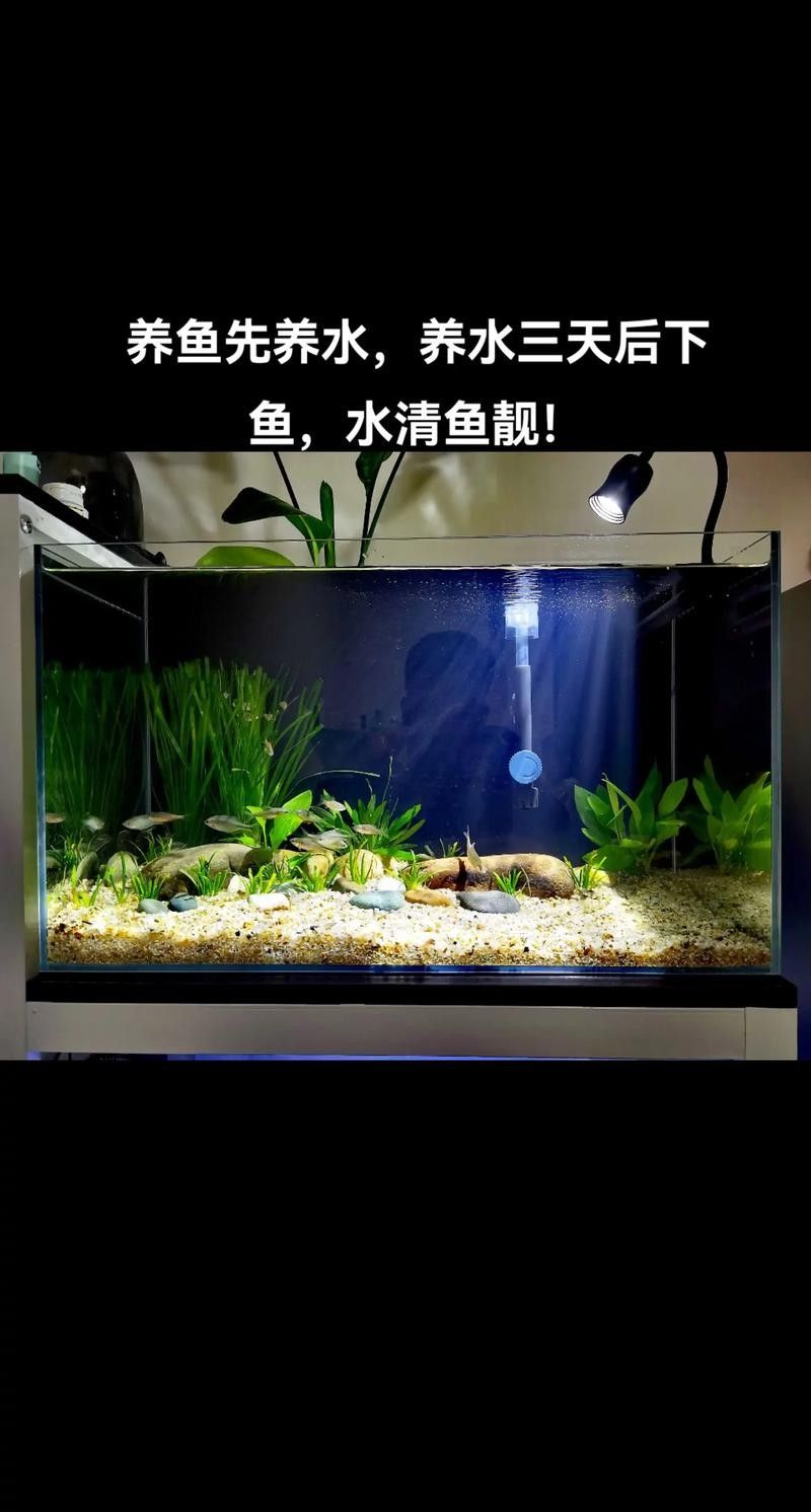 60公分魚缸適合養(yǎng)什么魚？：60公分（長×寬×高）的魚缸適合養(yǎng)什么魚