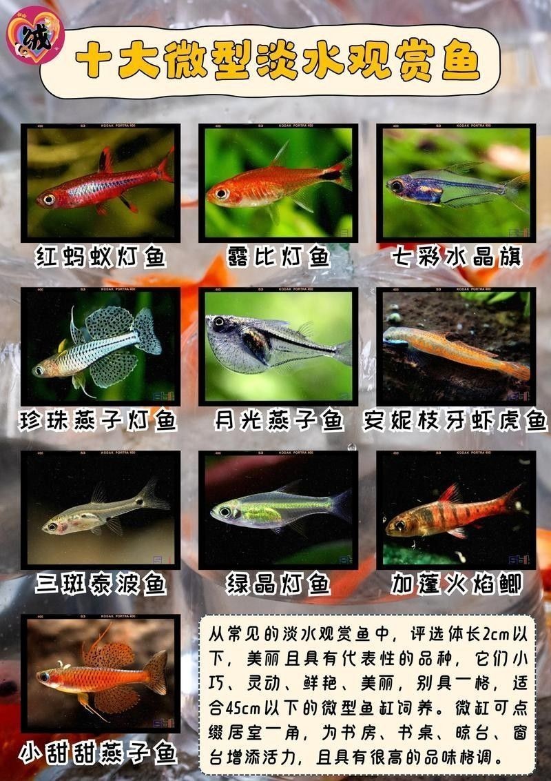 60公分魚缸適合養(yǎng)什么魚？：60公分（長×寬×高）的魚缸適合養(yǎng)什么魚