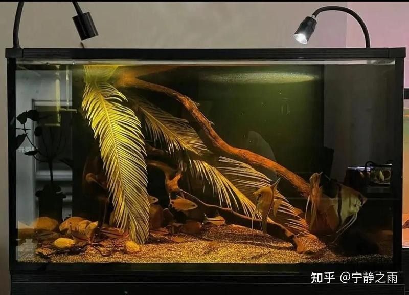 60公分魚缸適合養(yǎng)什么魚？：60公分（長×寬×高）的魚缸適合養(yǎng)什么魚