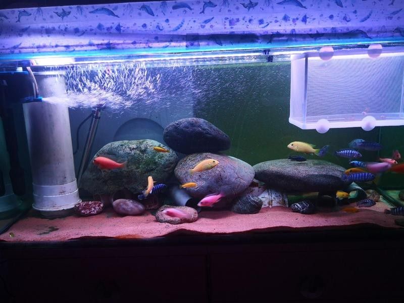 60公分魚缸適合養(yǎng)什么魚？：60公分（長×寬×高）的魚缸適合養(yǎng)什么魚