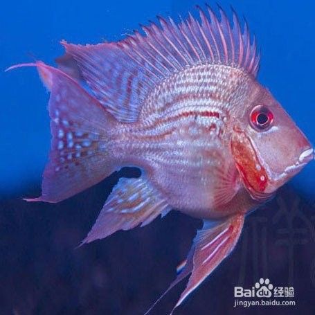 如何飼養元寶鳳凰魚：元寶鳳凰魚養殖全攻略