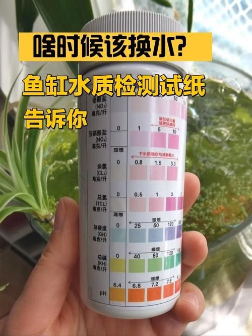 如何維持曼龍魚缸水質(zhì)穩(wěn)定：養(yǎng)苔失敗，曼龍意外去世，水質(zhì)波動大揭秘