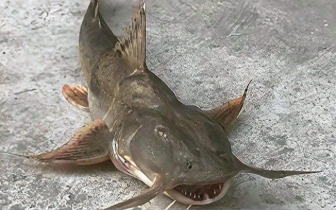 給我一些瀾滄江龍魚的高清圖片：云南瀾滄江水底發現神秘“龍影”