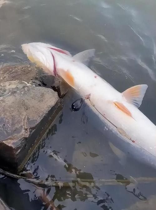 給我一些瀾滄江龍魚的高清圖片：云南瀾滄江水底發現神秘“龍影”