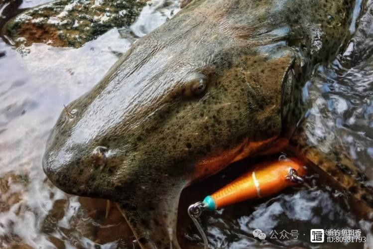 給我一些瀾滄江龍魚的高清圖片：云南瀾滄江水底發現神秘“龍影”