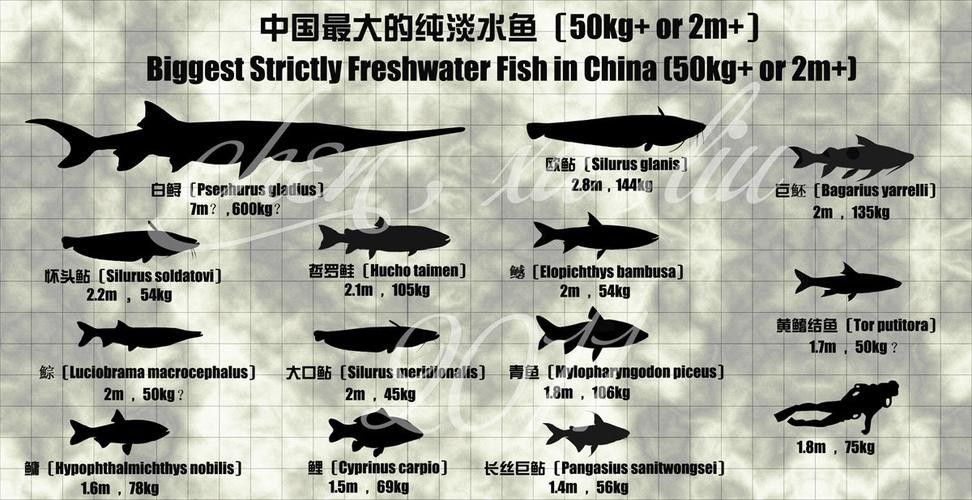 給我一些瀾滄江龍魚的高清圖片：云南瀾滄江水底發現神秘“龍影”