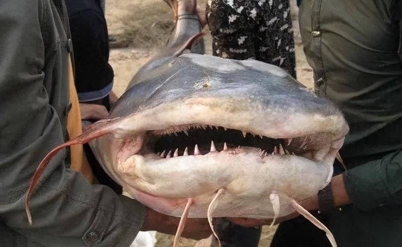 給我一些瀾滄江龍魚的高清圖片：云南瀾滄江水底發現神秘“龍影”